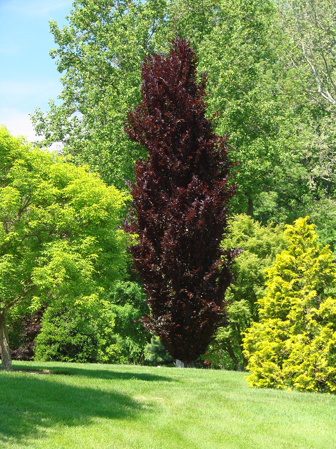 Fagus sylvatica 'Dawyck Purple'